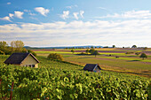 View from the Falkenberg, Vineyard, Falkenberg, Falkenstein, Community of Donnersdorf, Unterfranken, Bavaria, Germany, Europe