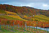 View from the Herrenberg over vineyards towards the Steigerwald, Kammerforst, Markt Oberschwarzach, Unterfranken, Bavaria, Germany, Europe