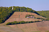 View at vineyard and ruin of Stollburg castle, Markt Oberschwarzach, Spring, Unterfranken, Bavaria, Germany, Europe