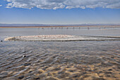 Salt lake Salar de Atacama with Laguna Chaxa und Andean Flamingos, Phoenicoparrus andinus, volcano Licancabur, San Pedro de Atacama, Atacama Wüste, Altiplano, Valle de la Luna, Valley of the moon, Atacama desert, National Reserve, Reserva Nacional Los Fla