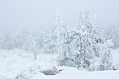 Brocken mit verschneitem Nadelwald und Blocksteinfeldern im  Winter, Brockenrundweg, Nationalpark Harz, Sachsen-Anhalt, Deutschland