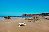 Dog on the beach, Praia da Arrifana, Aljezur, Costa Vicentina, Algarve, Portugal