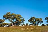 Cork oaks and sheep near Evora, Alentejo, Portugal