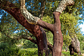 Detail of cork oaks, Alentejo, Portugal