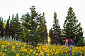 Woman picks a bundle of wildflowers in an alpine meadow in Montana's backcountry