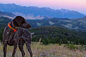 A German Shorthaired Pointer dog with the beautiful Rocky Mountains of Montana behind him