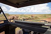 Safari at Lake Manyara National Park, Tanzania