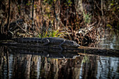 An alligator on a log in the Cypress Gardens in South Carolina