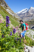 A male hiker is smelling an alpine flower, during the Glocknerrunde, a 7 stage trekking from Kaprun to Kals around the Grossglockner, the highest mountain of Austria.     Located in the heart of the Hohe Tauern National Park which contrasts impressive, gl