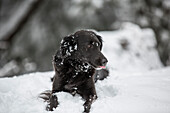 A black dog in the snow.