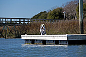 Two brown pelicans rest on a dock.