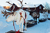 Reindeer, Winter Festival, Jokkmokk, Lapland, Arctic Circle, Sweden, Scandinavia, Europe