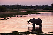 African elephant (Loxodonta africana), Khwai Concession, Okavango Delta, Botswana, Africa