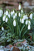Schneeglöckchen im Frost, Cotswolds, Gloucestershire, England, Vereinigtes Königreich, Europa