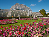 Palm House and tulips, Royal Botanic Gardens, UNESCO World Heritage Site, Kew, Greater London, England, United Kingdom, Europe