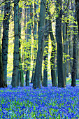 Ancient bluebell woodland in spring, Dockey Wood, Ashridge Estate, Berkhamsted, Hertfordshire, England, United Kingdom, Europe