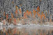 Orange aspens in the fall among evergreens covered with snow at a lake, Grand Mesa National Forest, Colorado, United States of America, North America