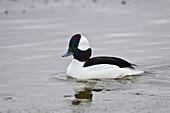 Bufflehead (Bucephala albeola), male, Bosque del Apache National Wildlife Refuge, New Mexico, United States of America, North America