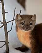 American marten (pine marten) (Martes americana) in the snow, Yellowstone National Park, Wyoming, United States of America, North America