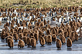 Adult king penguins and okum boy chicks (Aptenodytes patagonicus) heading to sea in Gold Harbor, South Georgia, Polar Regions