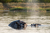 Hippopotamus (Hippopotamus amphibius), Khwai Concession, Okavango Delta, Botswana, Africa