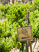 Sign for Merlot in a vineyard, Casablanca, Valparaiso, Chile