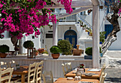 Bougainvillea growing around a taverna, Mykonos Town, Mykonos, Cyclades, Greek Islands, Greece