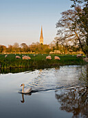 Salisbury Cathedral with grazing sheep and a swan in the foreground, Salisbury, Wiltshire, England