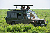 Tourists are thrilled by a close up view of a cheetah that has jumped up on their safari vehicle to get a better view of the grasslands near Ndutu in Ngorongoro Crater, Tanzania