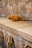 Cat Asleep In The Rectors Palace Dubrovnik,Croatia