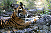 TIGER IN BANDHAVGARH PARK MADHYA PRADESH INDIA