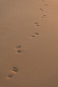 Footprints on sandy beach early in the morning, near Unawatuna, Thalpe, Sri Lanka