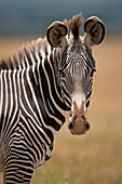 Grevy's Zebra, Ol Pejeta Conservancy, Kenya