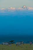 Zebras on grassy hill in front of Mt Kenya at dusk, Ol Pejeta Conservancy, Kenya