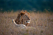 Male lion beside leg of sleeping lioness, Ol Pejeta Conservancy, Kenya