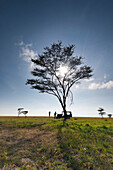 Client and guide having breakfast beneath large acacia tree on grassland, Ol Pejeta Conservancy, Kenya