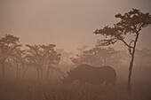 Black rhino in dawn mists with Mt Kenya behind, Ol Pejeta Conservancy, Kenya