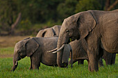 Elephants eating grass, Ol Pejeta Conservancy, Kenya