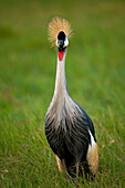 Grey Crowned Crane (Balearica regulorum), Ol Pejeta Conservancy, Kenya