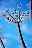 Hoar frost on umbelliferous plant, England