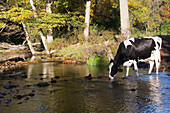 'Holstein dairy cow; Granby, Connecticut, United States of America'