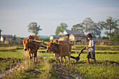 'Bunong boys ploughing with Water Buffalo; Mondulkiri, Bangladesh'