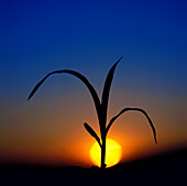 Agriculture - Closeup of an early growth grain corn plant at the four leaf stage silhouetted by the sunset / Ontario, Canada.