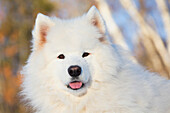 'Portrait of Samoyed dog in the snow; Ledyard, Connecticut, USA'