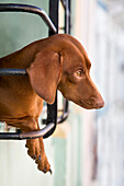 Dog Looking Out Window, Santiago De Cuba, Cuba.