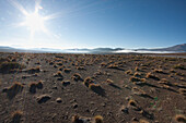 Paja Brava (Festuca Orthophylla) On The Altiplano With Salar De Alconcha Salt Pan Covered By Fog In The Background, Antofagasta Region, Chile