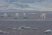 Vicunas (Vicugna Vicugna) By The El Tatio Geysers, Antofagasta Region, Chile