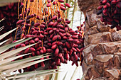 Dates On A Palm Tree, Memphis, Al Jizah, Egypt