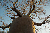 The 13 Metre-Wide Baobab (Adansonia Fony), Nicknamed The Coffee Pot At Reniala Reserve, Mangily, Toliara Province, Madagascar