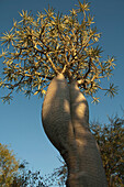 Pachypodium Tree, Reniala Reserve, Mangily, Toliara Province, Madagascar